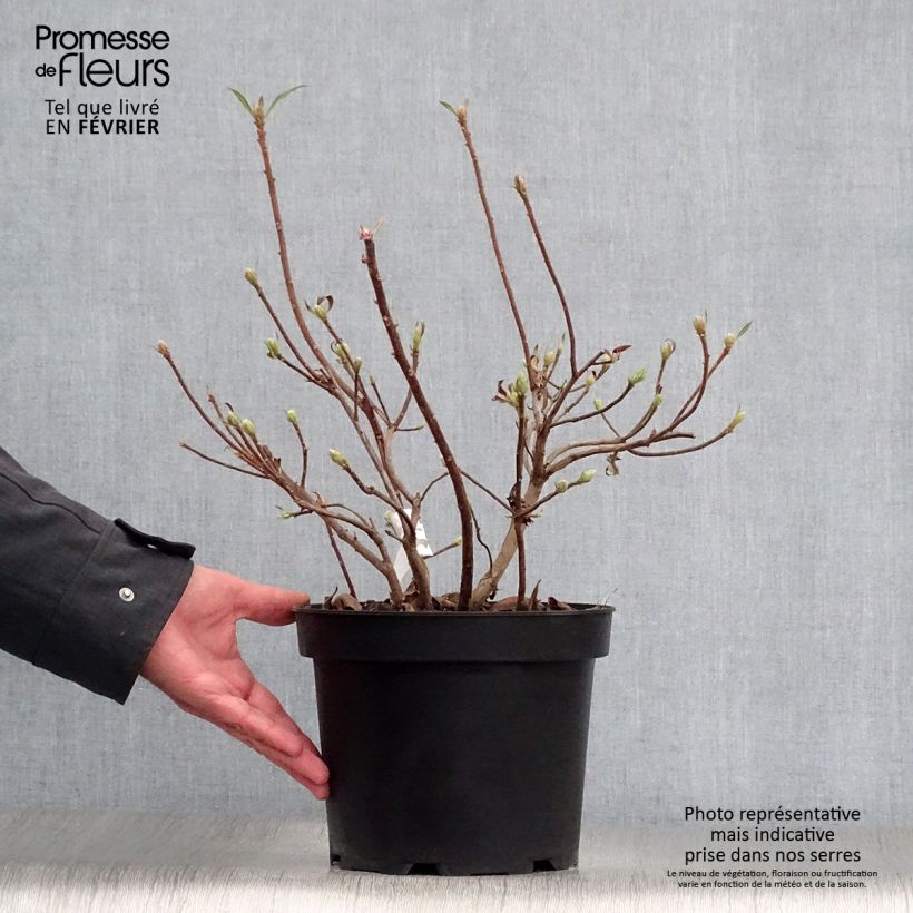 Azalea mollis Daviesii Vaso da 4L/5L esemplare consegnato in inverno