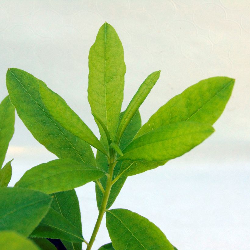 Azalea Delicatissima (Fogliame)