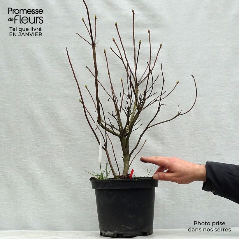 Azalea Fire Ball Vaso da 4L/5L esemplare consegnato in inverno