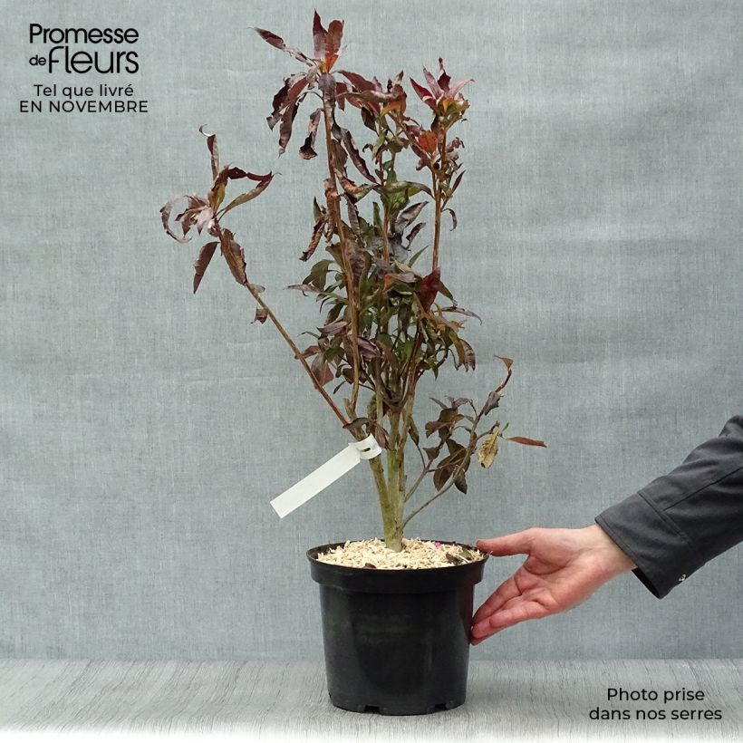 Esemplare di Azalea Fire Ball Vaso da 4L/5L come consegnato in autunno