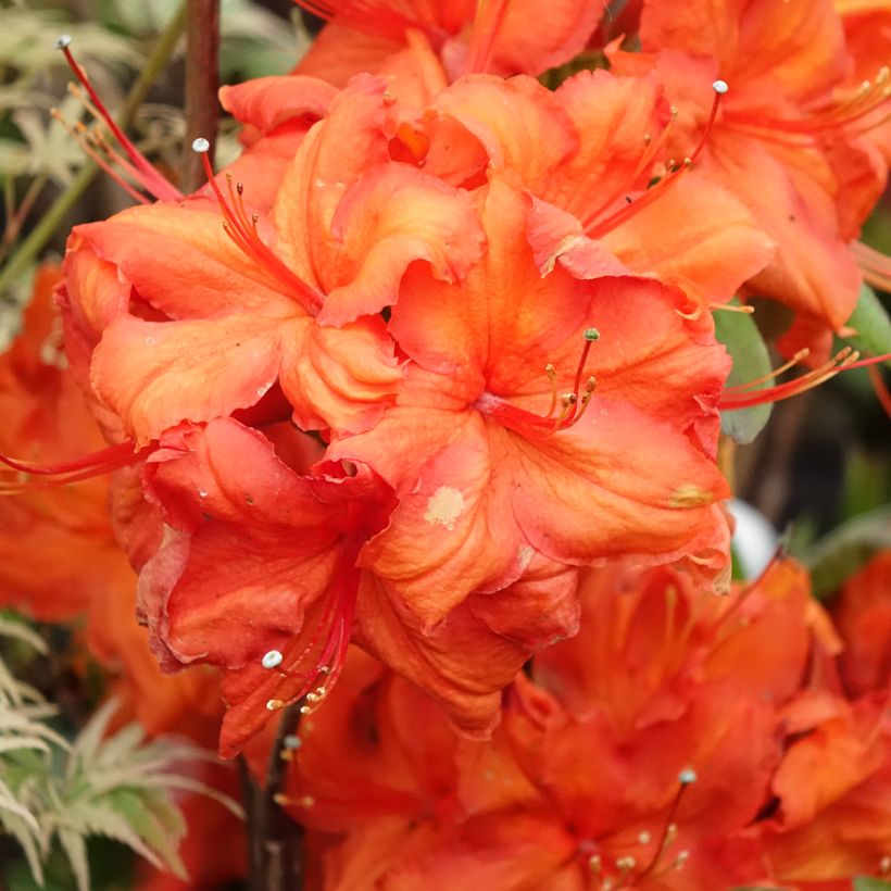 Azalea Fire Ball (Fioritura)