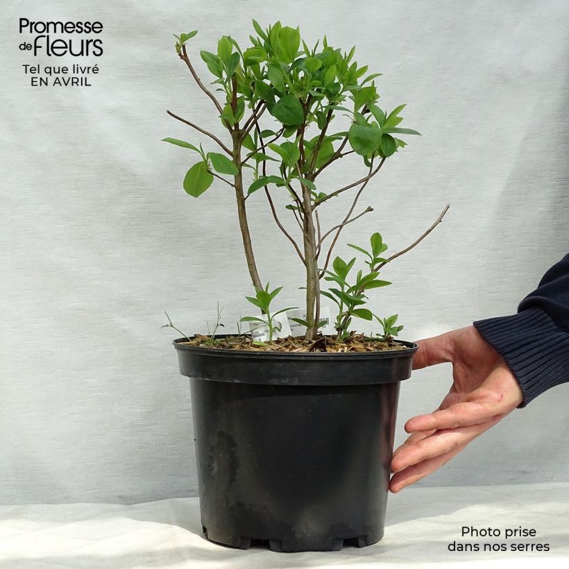 Azalea Fragrant Star Vaso da 4L/5L esemplare consegnato in primavera