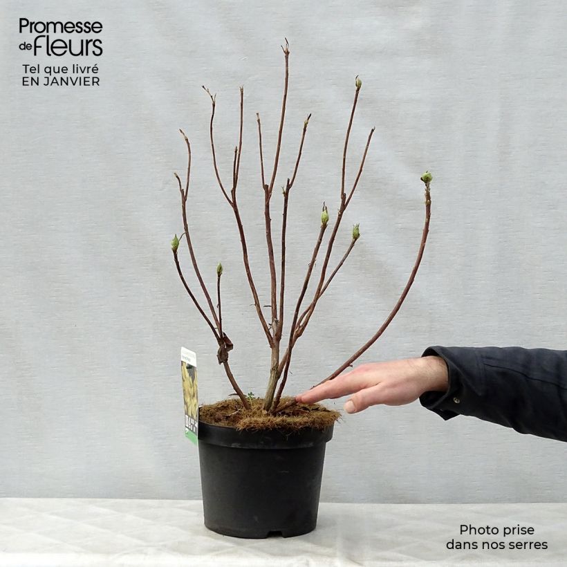 Azalea mollis Harvest Moon Vaso da 4L/5L esemplare consegnato in inverno