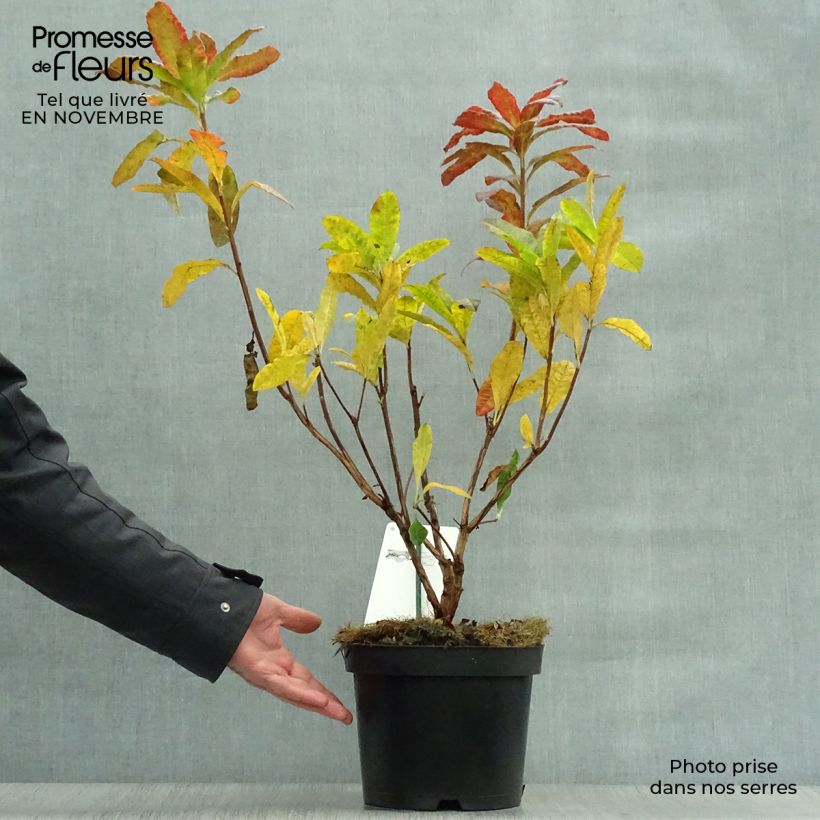 Esemplare di Azalea mollis Harvest Moon Vaso da 4L/5L come consegnato in autunno