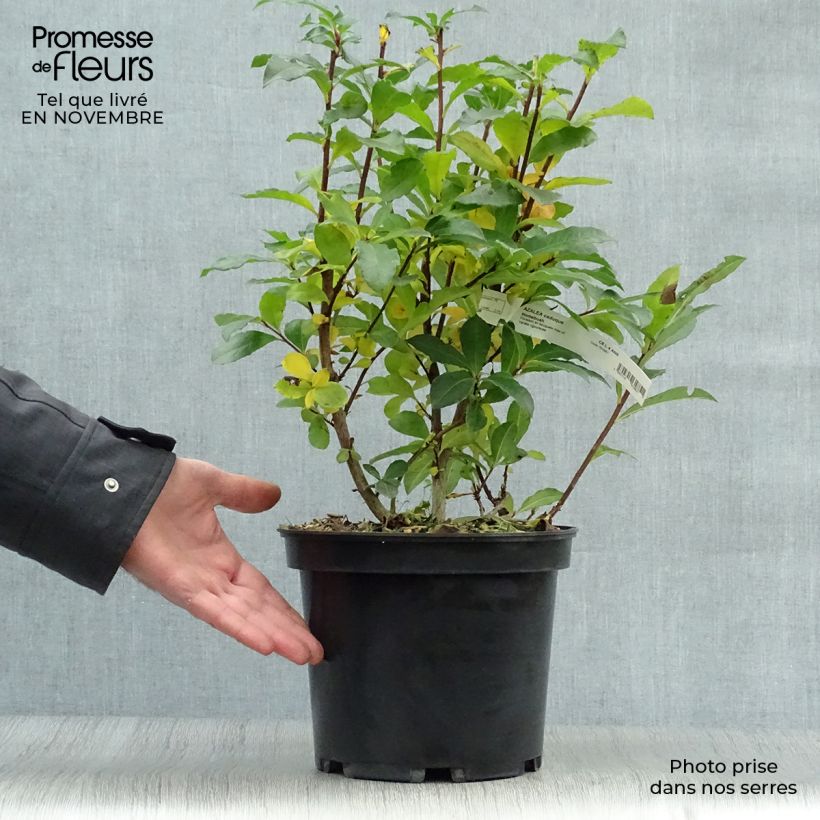 Esemplare di Azalea Homebush Vaso da 4L/5L come consegnato in autunno
