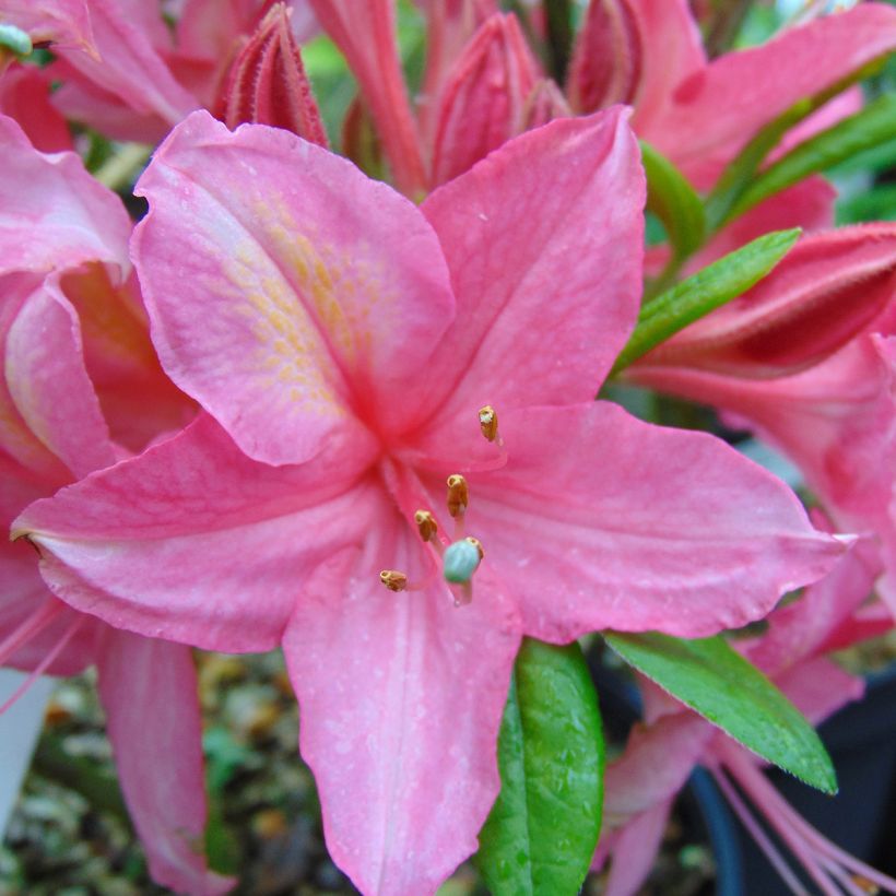 Azalea viscosum Jolie Madame (Fioritura)