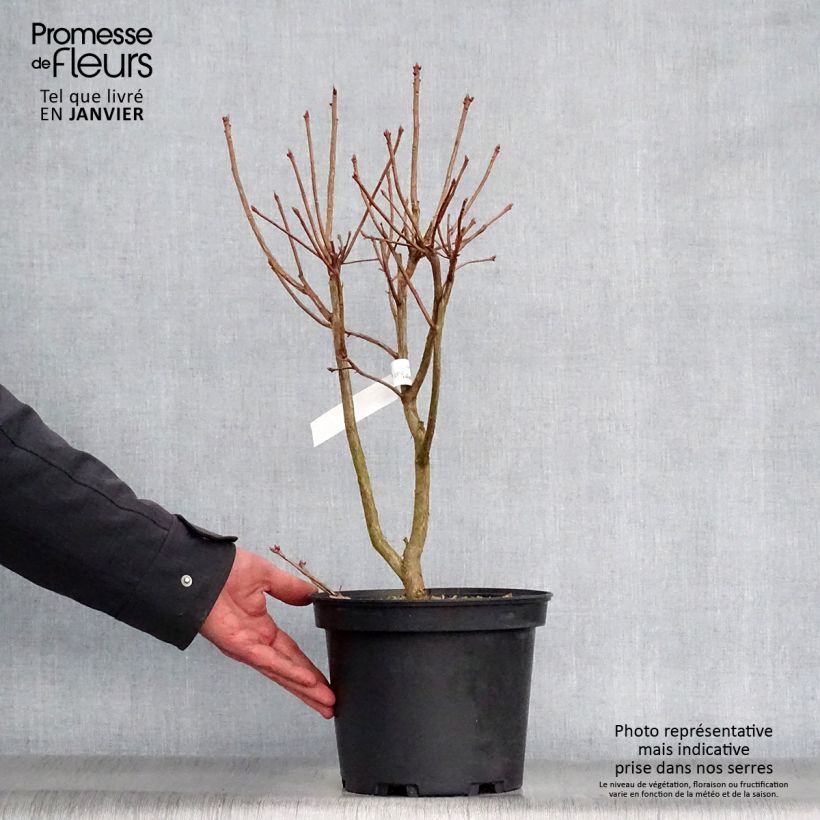 Azalea viscosum Jolie Madame Vaso da 3L/4L esemplare consegnato in inverno