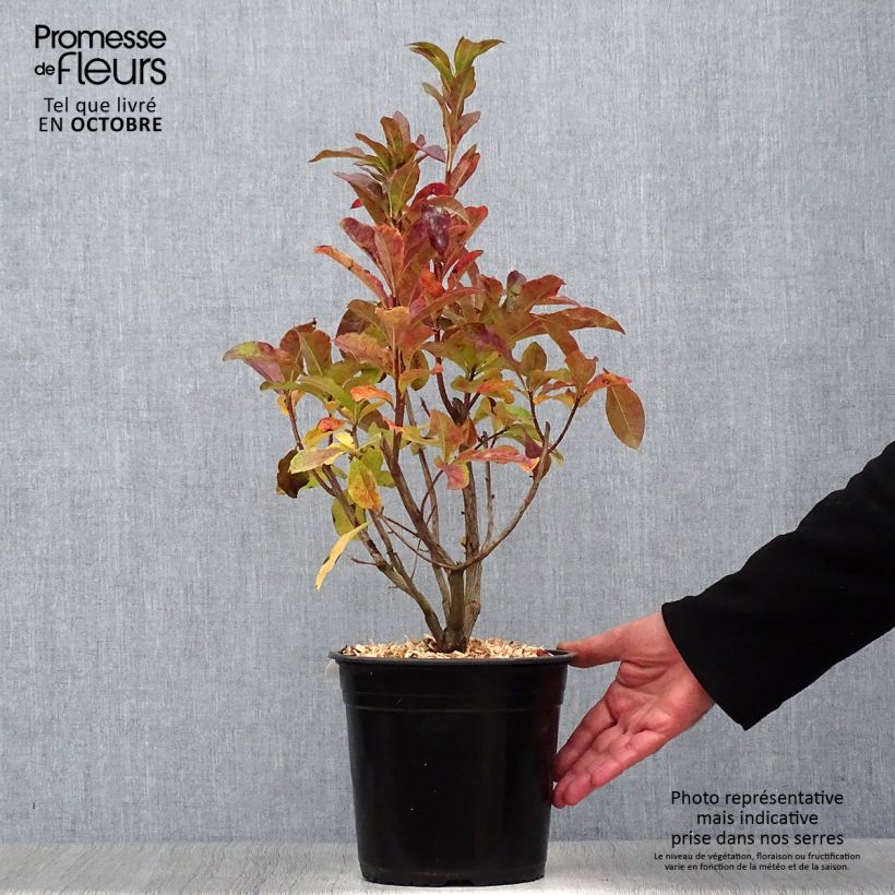 Esemplare di Azalea viscosum Jolie Madame Vaso da 3L/4L come consegnato in autunno