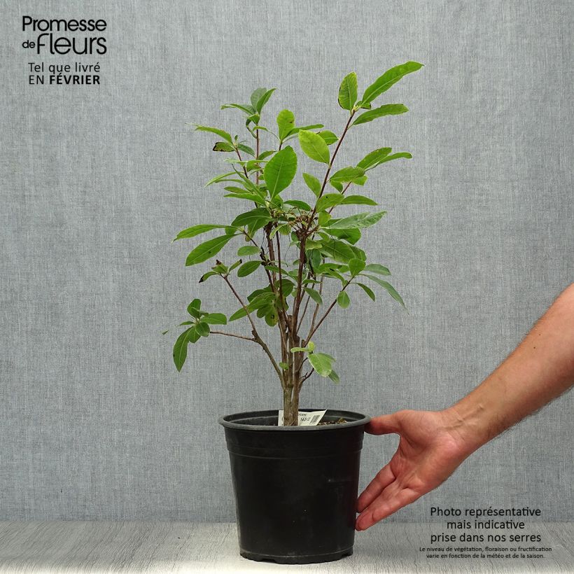 Esemplare di Azalea mollis Klondyke Vaso da 4L/5L come consegnato in autunno