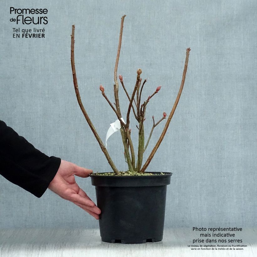 Azalea Mount Rainier Vaso da 4L/5L esemplare consegnato in inverno