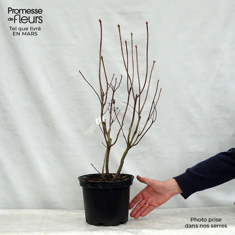 Azalea Mount Rainier Vaso da 4L/5L esemplare consegnato in primavera