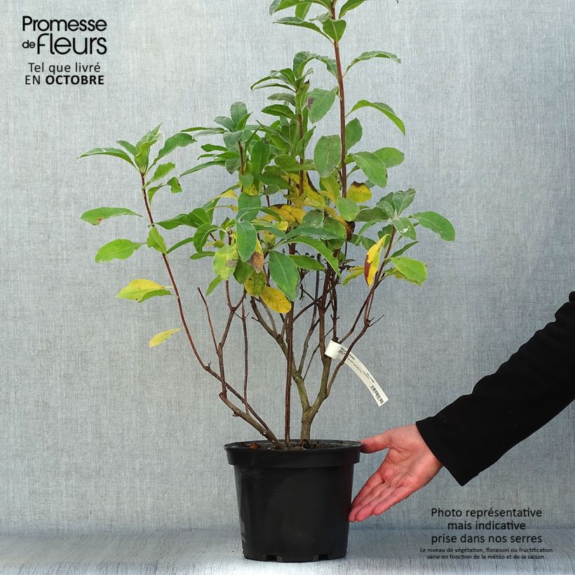 Esemplare di Azalea Mount Rainier Vaso da 4L/5L come consegnato in autunno