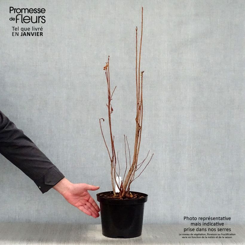 Azalea luteum Nabucco - Azalea gialla Vaso da 4L/5L esemplare consegnato in inverno