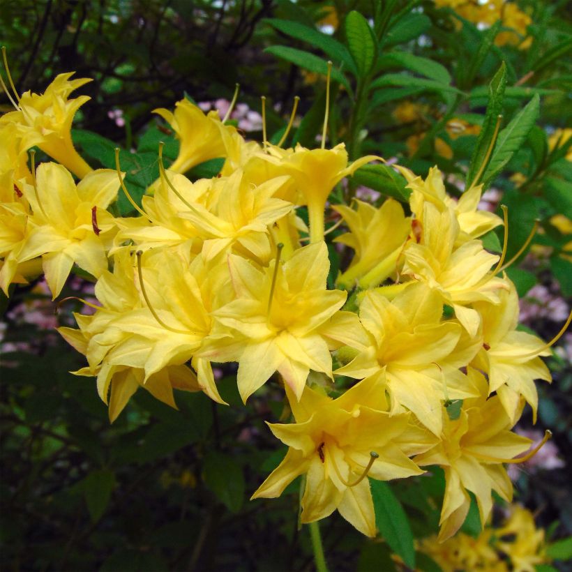 Azalea luteum Narcissiflora - Azalea gialla (Fioritura)
