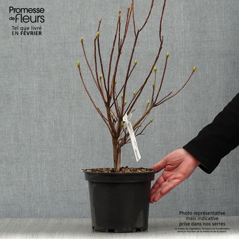 Azalea luteum Narcissiflora - Azalea gialla Vaso da 4L/5L esemplare consegnato in inverno