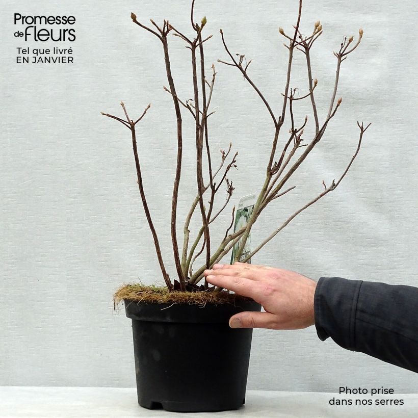 Azalea mollis Persil Vaso da 4L/5L esemplare consegnato in inverno