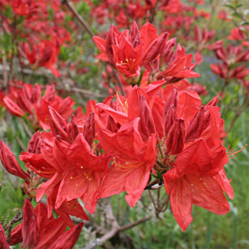 Azalea mollis Peter Koster (Fioritura)