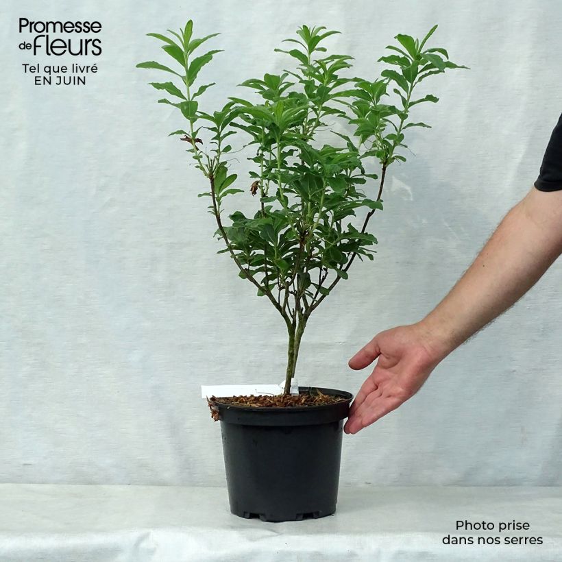Esemplare di Azalea mollis Peter Koster Vaso da 4L/5L consegnato in estate