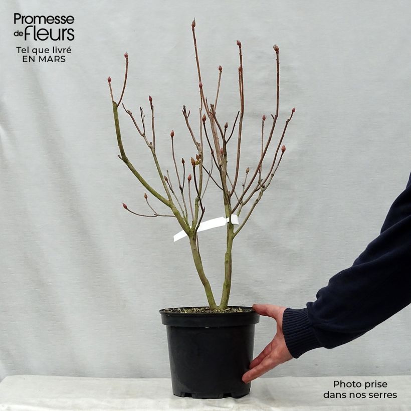 Azalea mollis Peter Koster Vaso da 4L/5L esemplare consegnato in primavera