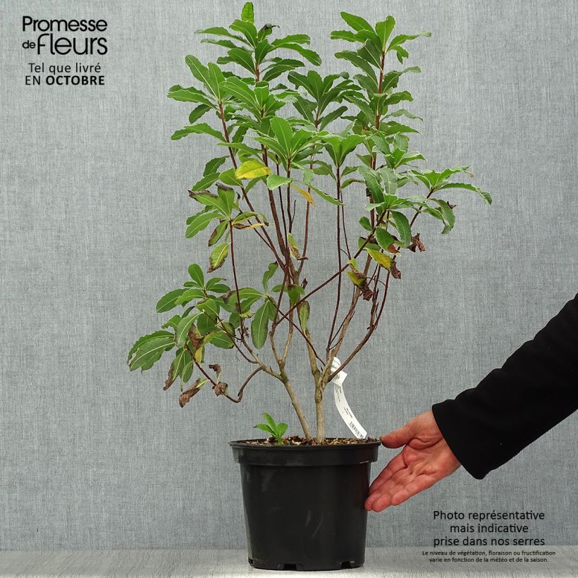 Esemplare di Azalea mollis Peter Koster Vaso da 4L/5L come consegnato in autunno