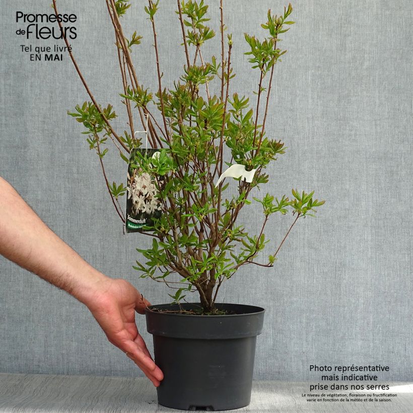 Azalea viscosum Sommerduft Vaso da 4L/5L esemplare consegnato in primavera