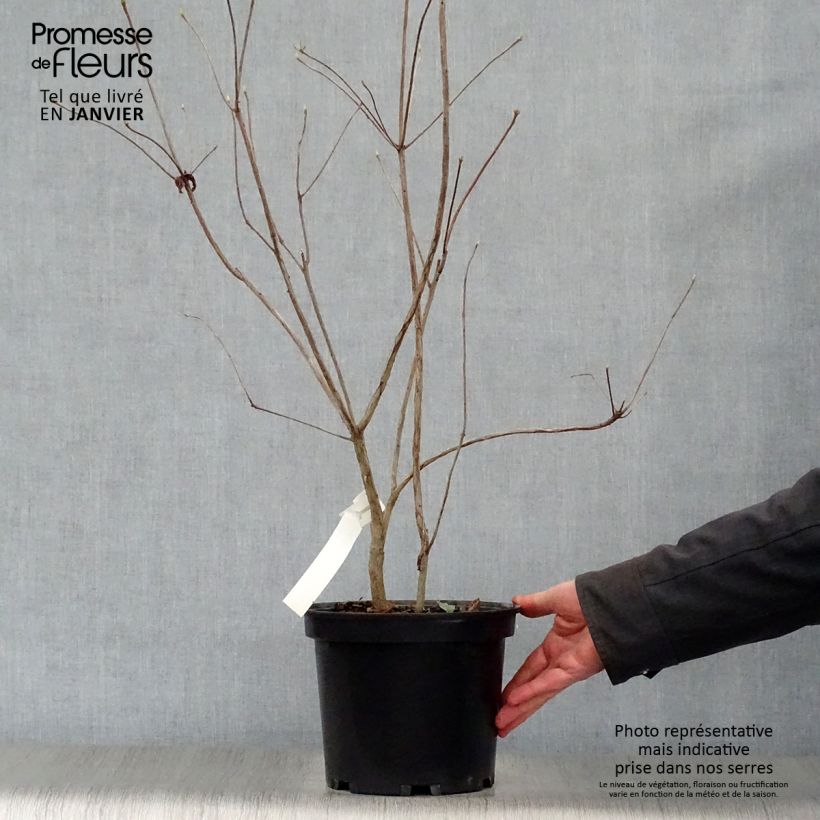 Azalea Wallowa Red Vaso da 4L/5L esemplare consegnato in inverno