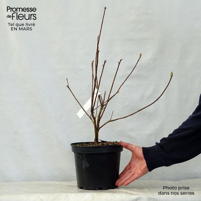 Azalea Wallowa Red Vaso da 4L/5L esemplare consegnato in primavera