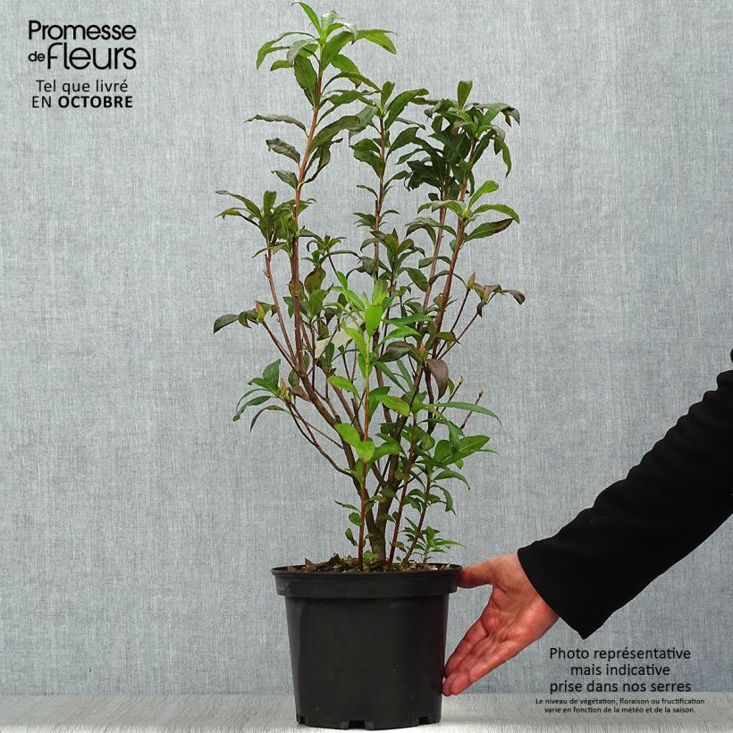 Esemplare di Azalea Wallowa Red Vaso da 4L/5L come consegnato in autunno