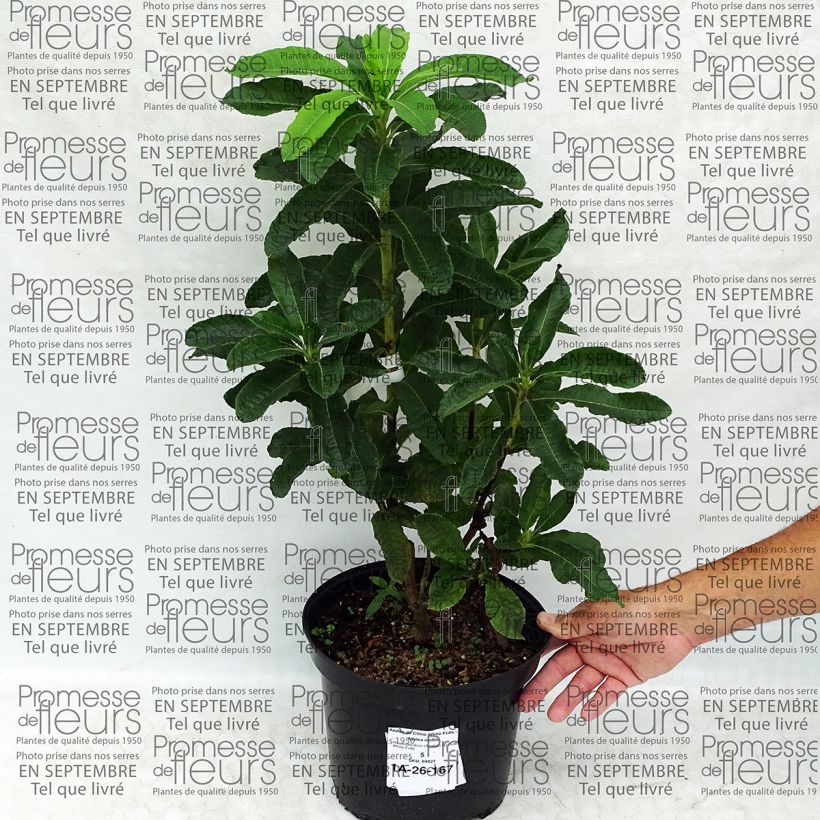 Esempio di esemplare Azalea mollis White Frills Vaso da 4L/5L come consegnato