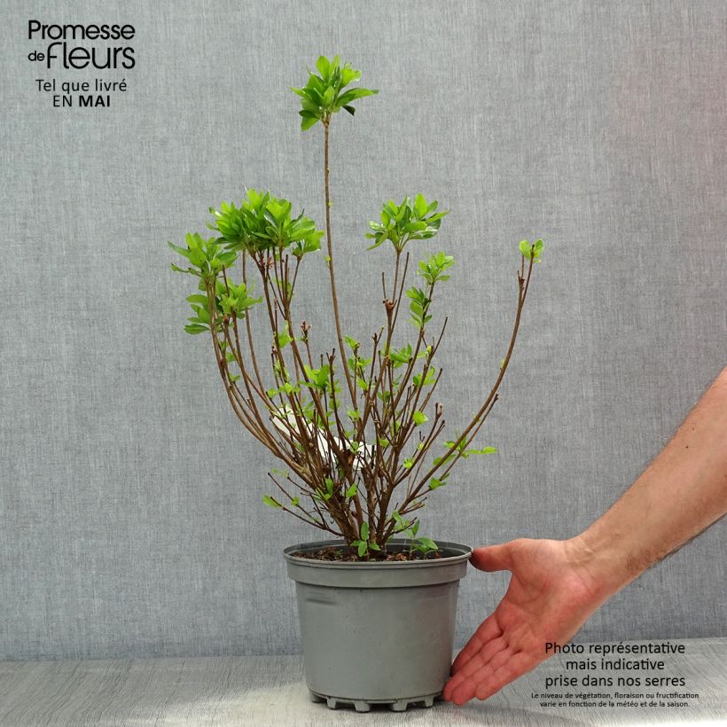 Azalea obtusum Adonis Vaso da 2L/3L esemplare consegnato in primavera