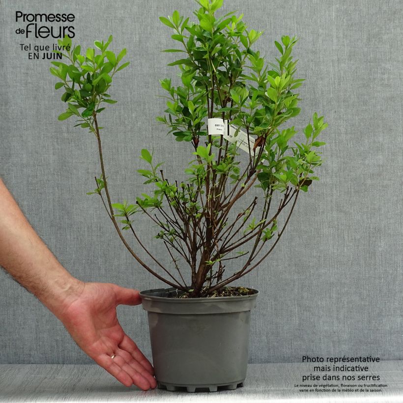 Esemplare di Azalea obtusum Adonis Vaso da 2L/3L consegnato in estate