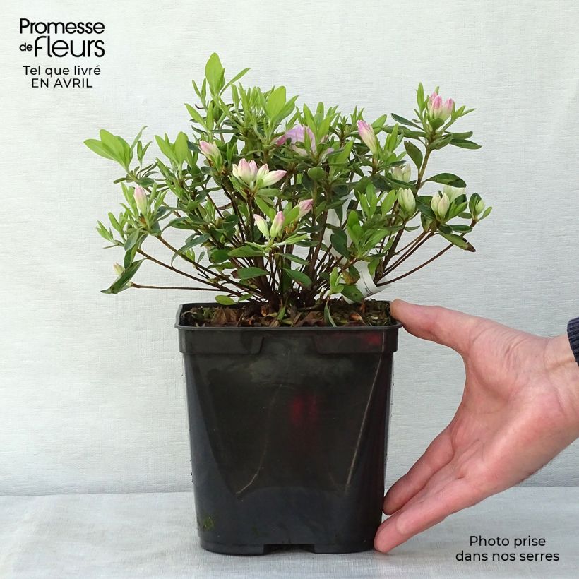 Azalea japonica Al's Picotee Vaso da 2L/3L esemplare consegnato in primavera