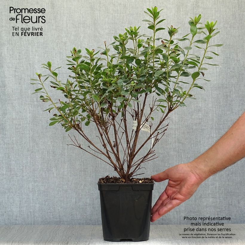 Esemplare di Azalea japonica Al's Picotee Vaso da 2L/3L come consegnato in autunno