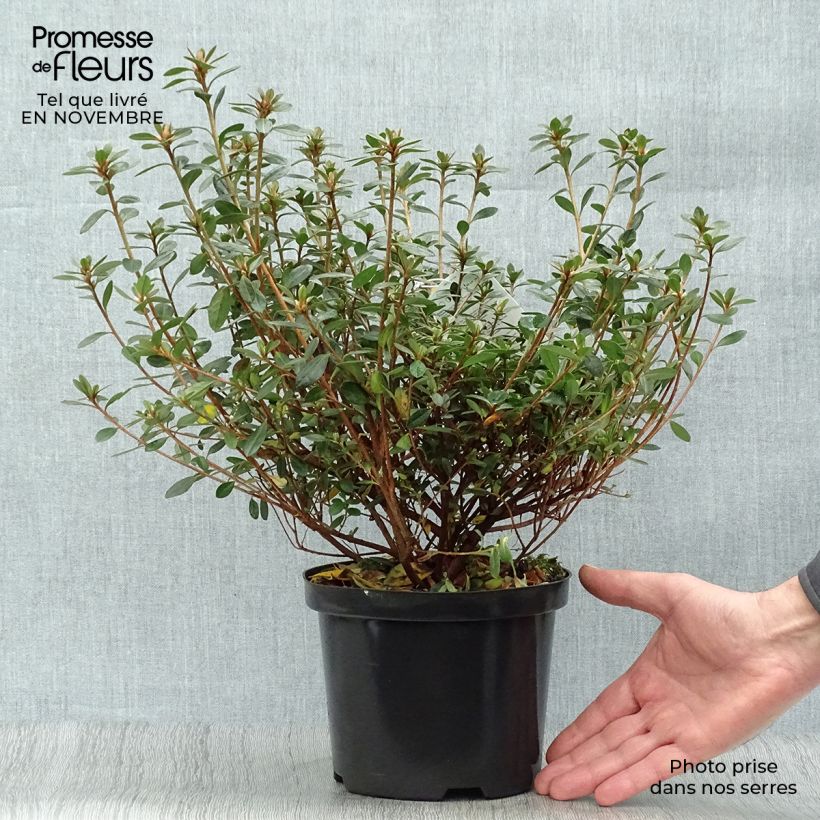 Esemplare di Azalea Amoena Vaso da 12L/15L come consegnato in autunno
