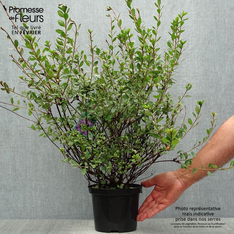 Esemplare di Azalea Amoena Vaso da 2L/3L come consegnato in autunno