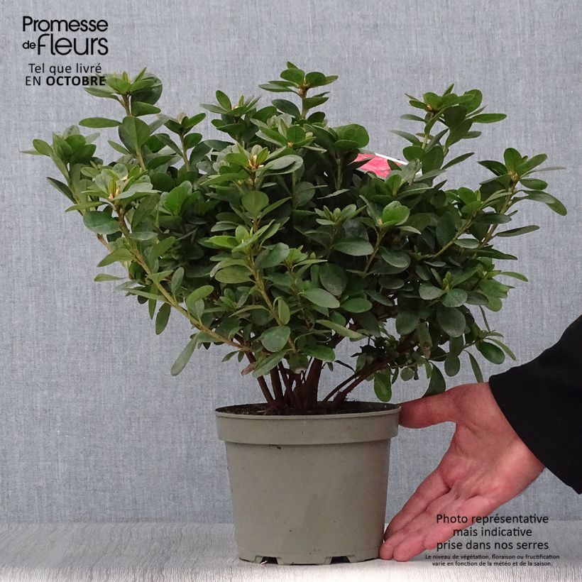 Esemplare di Azalea Ardeur Vaso da 2L/3L come consegnato in autunno
