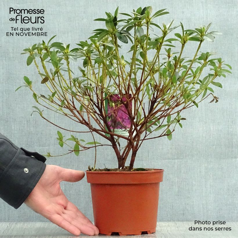 Esemplare di Azalea Blue Danube Vaso da 2L/3L come consegnato in autunno