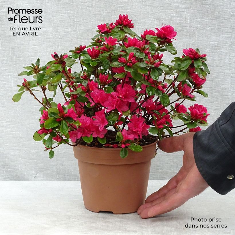 Azalea Hino-Crimson Vaso da 2L/3L esemplare consegnato in primavera