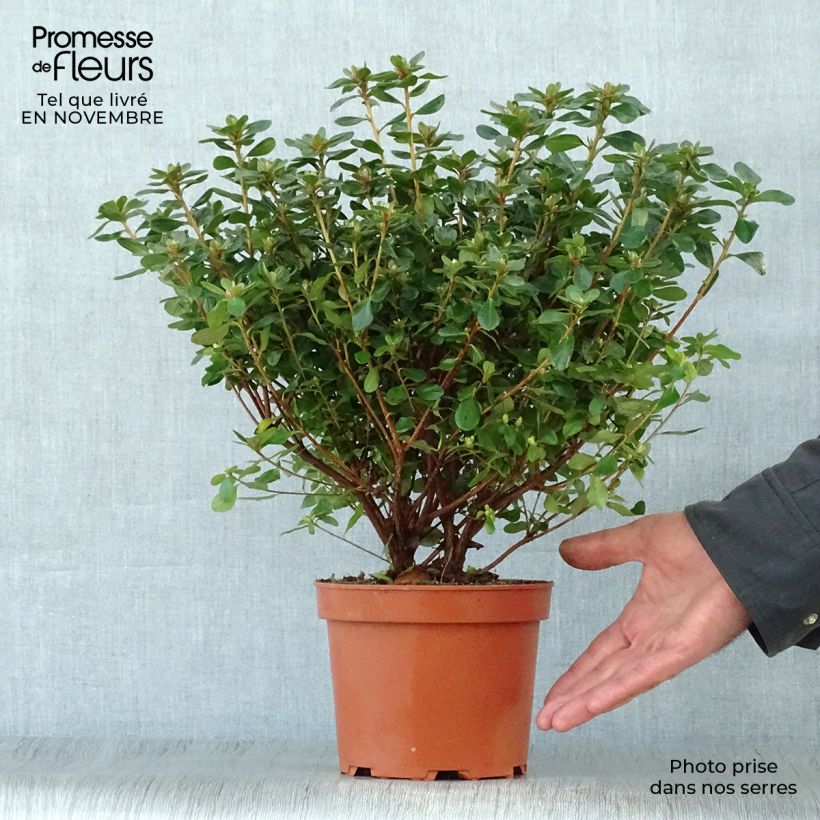 Esemplare di Azalea Hino-Crimson Vaso da 2L/3L come consegnato in autunno