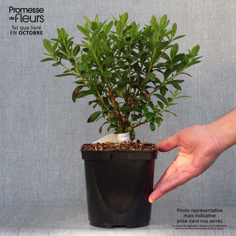 Esemplare di Azalea Ho Oden Vaso da 2L/3L come consegnato in autunno