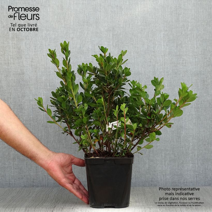Esemplare di Azalea japonica Johanna Vaso da 2L/3L come consegnato in autunno