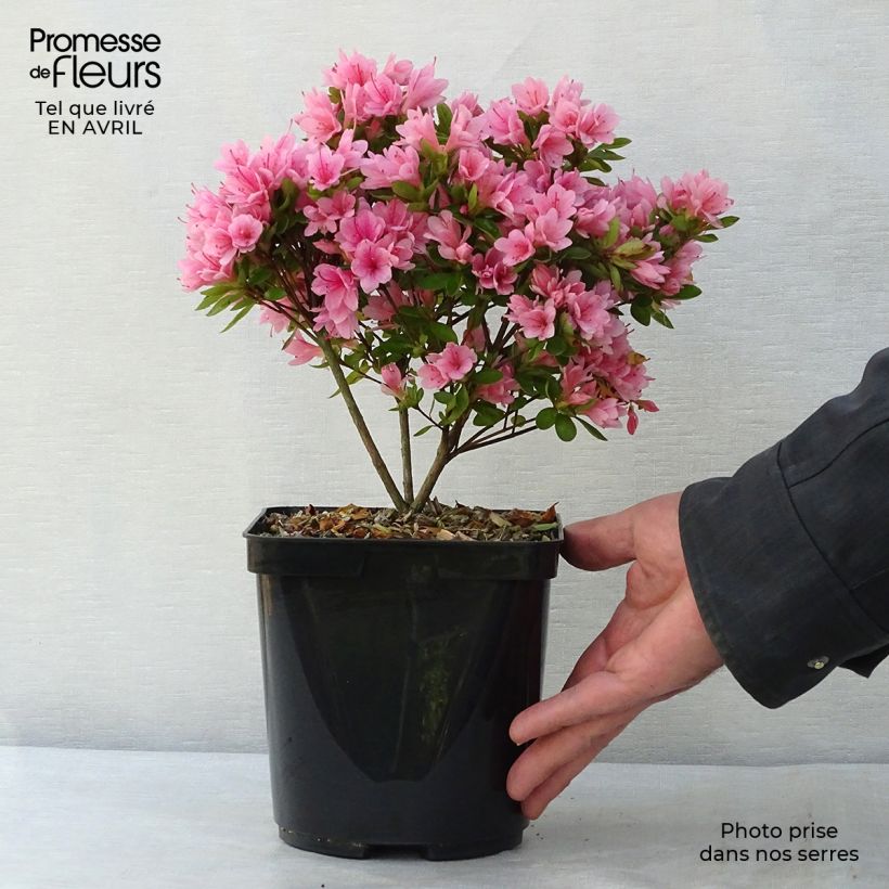 Azalea japonica Kirin Vaso da 2L/3L esemplare consegnato in primavera