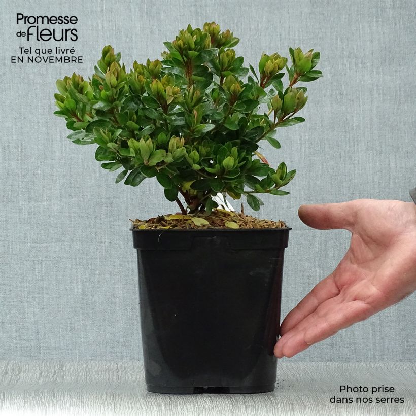 Esemplare di Azalea japonica Kirin Vaso da 2L/3L come consegnato in autunno