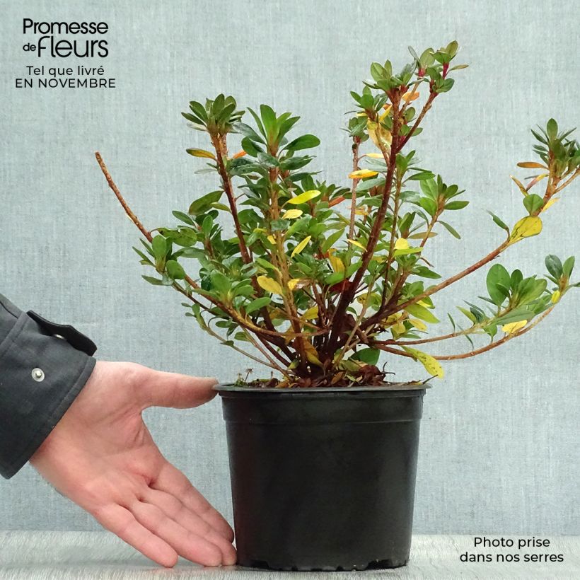 Esemplare di Azalea japonica Moederdag Vaso da 2L/3L come consegnato in autunno