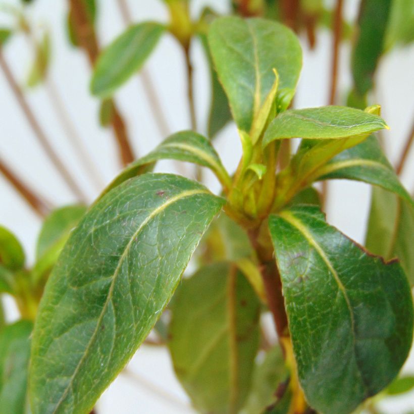 Azalea obtusum Palestrina (Fogliame)