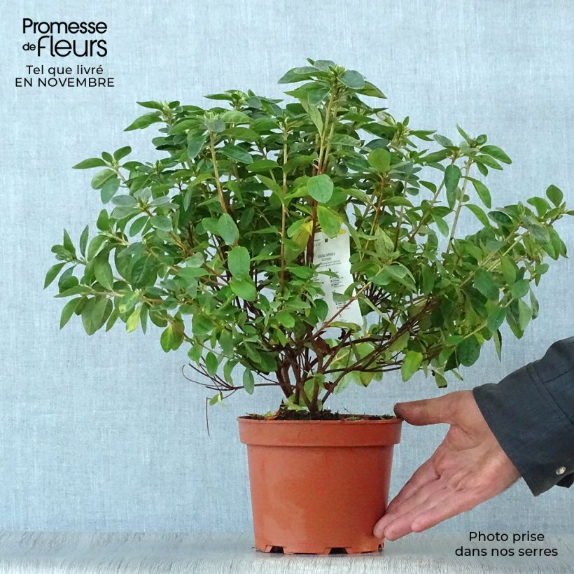Esemplare di Azalea obtusum Palestrina Vaso da 2L/3L come consegnato in autunno