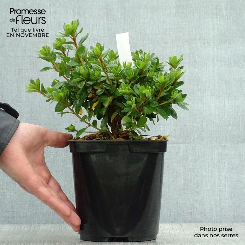 Esemplare di Azalea kaempferi Peggy Ann Vaso da 2L/3L come consegnato in autunno