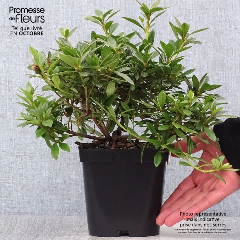 Esemplare di Azalea Purple Splendor Vaso da 2L/3L come consegnato in autunno