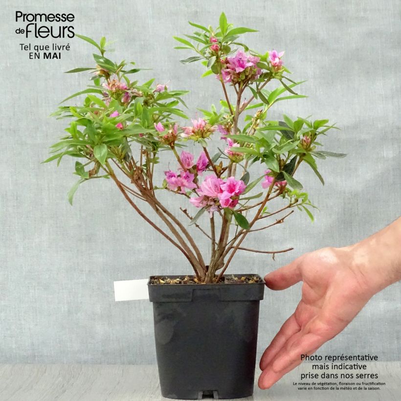 Azalea Purple Splendor Vaso da 2L/3L esemplare consegnato in primavera