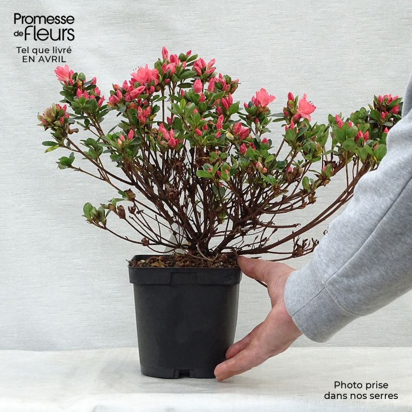 Azalea Rex Vaso da 2L/3L esemplare consegnato in primavera